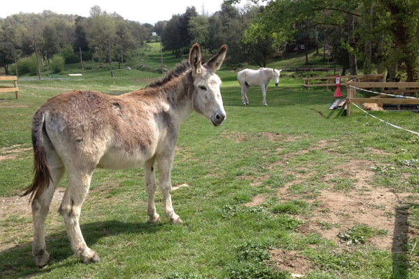 Granja-animals